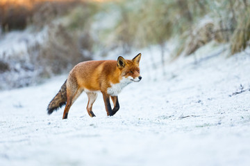 red fox in a winter setting