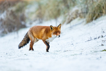 Obraz premium red fox in a winter setting