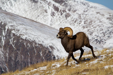Rocky Mountain Bighorn Sheep on a snowy mountainside