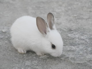 Lovely bunny in close-up