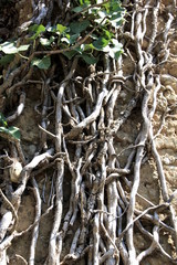 Ivy roots growing up an old wall