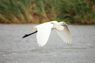 The little egret (Egretta garzetta) flying over the river