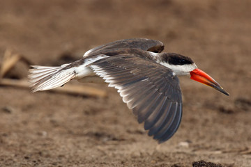The African skimmer (Rynchops flavirostris), portrait of a flying bird