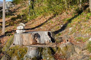 Natur Baum Sonne und Landschaft mit Nebel