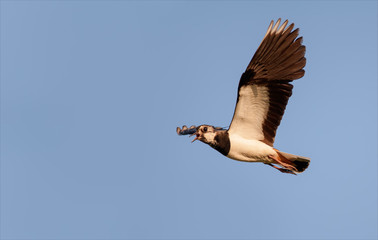 Northern lapwing in the flight 1