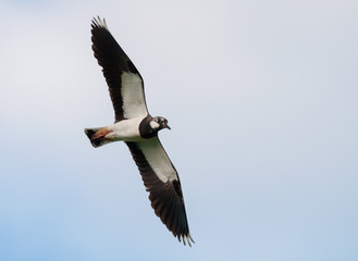 Northern lapwing in the flight 2