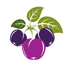 Purple simple vector plum with green leaves, ripe sweet fruits i