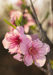 Peach blossoms backlit by late eveing sun