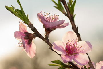 Obraz premium Peach blooms backlit by late evening rays of sun