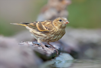 European serin near a water pond