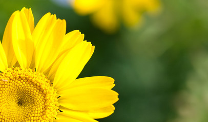 Blumen in Unserem Garten. Zarte Schönheit. 