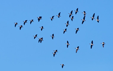 Obraz premium Bean geese flying in the sky