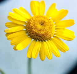 Blumen in Unserem Garten. Zarte Schönheit. 