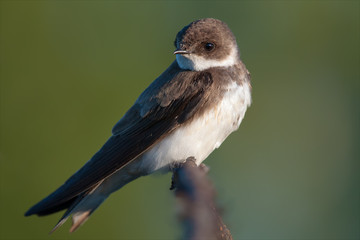 Sand martin in the early morning