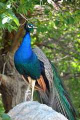 Obraz premium Peacock standing on rock