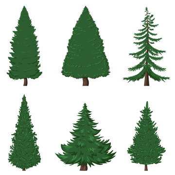 Vector Set of Cartoon Pine Trees on White Background