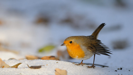 Wintering Robin walking in the snow - 128770446