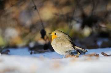 Wintering Robin walking in the snow