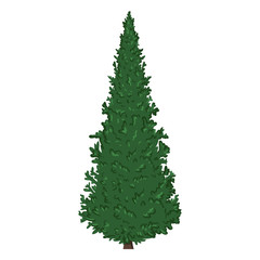 Vector Single Cartoon Pine Tree on White Background