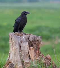 Obraz premium Common raven sitting on a stump
