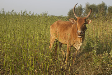  Cow at the field