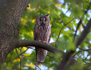 Long-eared owl hiding in foliage