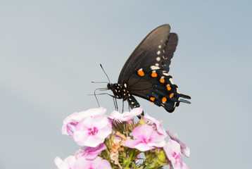 Obraz na płótnie Canvas Pipevine Swallowtail butterfly feeding on pink Phlox flowers against partly cloudy summer sky