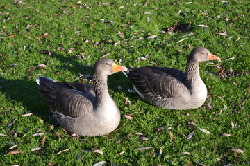 geese a pair on grass 