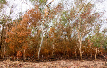 Naklejka premium forest fires