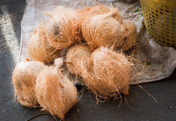 Group of Coconuts,old coconuts