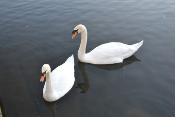 Swans male and female on lake 