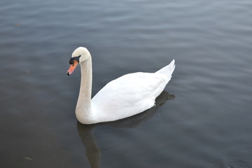 swan on lake 