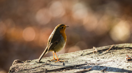 Little red robin bird perched on a tree stump log during autumn