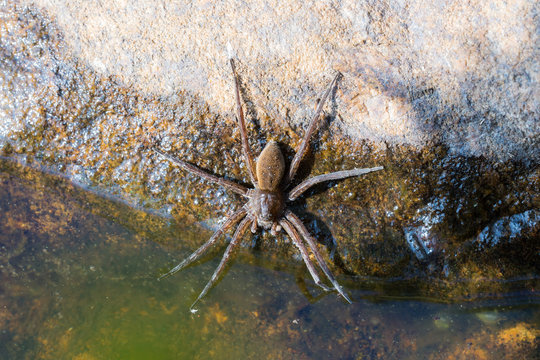 spider near water