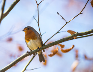 Cute little red robin bird perched during winter
