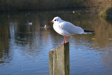 seagull on post by water 