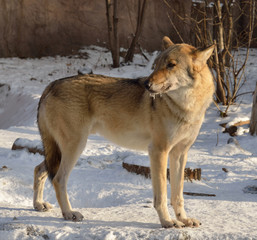 Eurasian wolf (Canis lupus lupus)