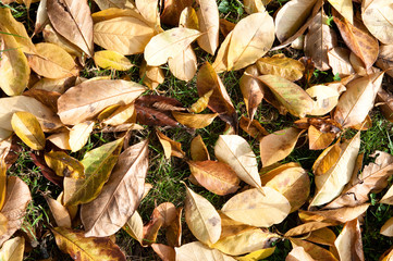 Herbst. Ruhe und Entspannung. Erntezeit