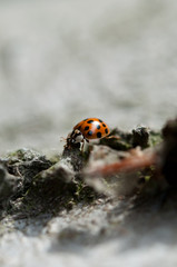 Marienkäfer vor Überwinterung