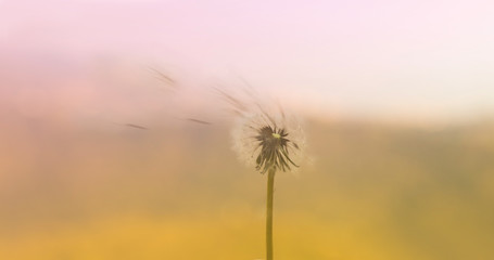 Naklejka na ściany i meble Flowers grass soft blurred background tone palette vintage style. Blurred soft background.