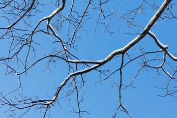 Snow on branch, winter nature frost outdoor. Season of white tree.