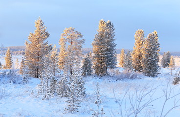 Covered with frost the trees with light coming in