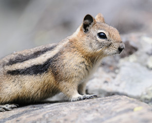 Chipmunk