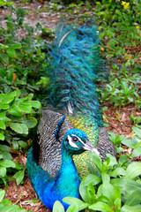 Naklejka premium Blue Peacock Laying Down