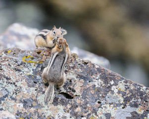 Chipmunks Kissing