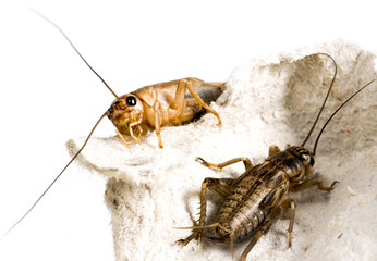 cricket - Gryllus assimilis - feeding insects