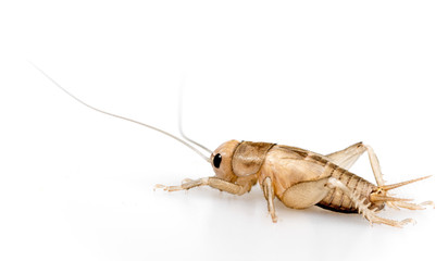 cricket - Gryllus assimilis - feeding insects