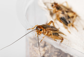 cricket - Gryllus assimilis - feeding insects