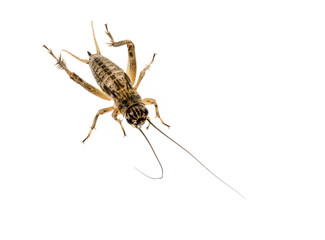 cricket - Gryllus assimilis - feeding insects
