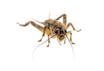 cricket - Gryllus assimilis - feeding insects